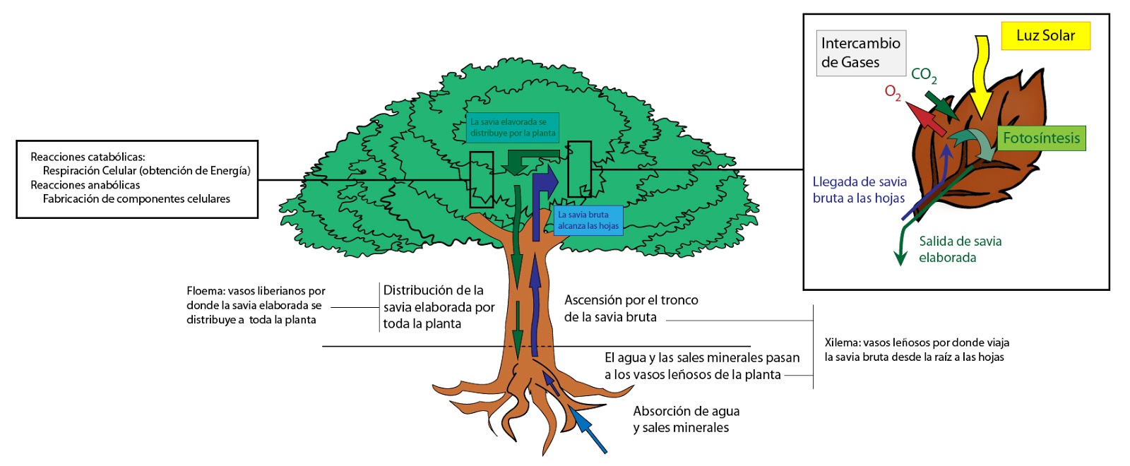 cuales son los procesos implicados en la nutricion vegetal